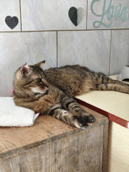 Adopter Angelo