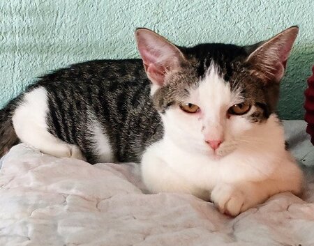Adopter Angie