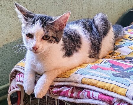 Adopter Angie