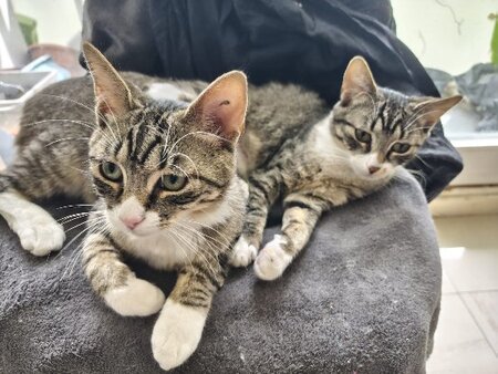Adopter Annie et albus