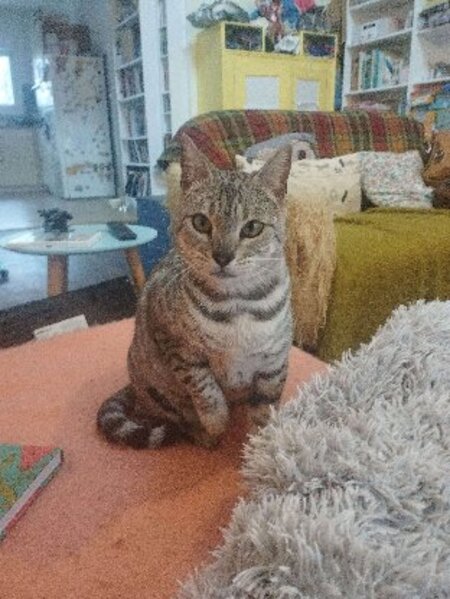 Adopter Anya