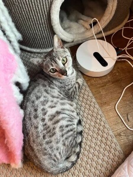 Adopter Anya