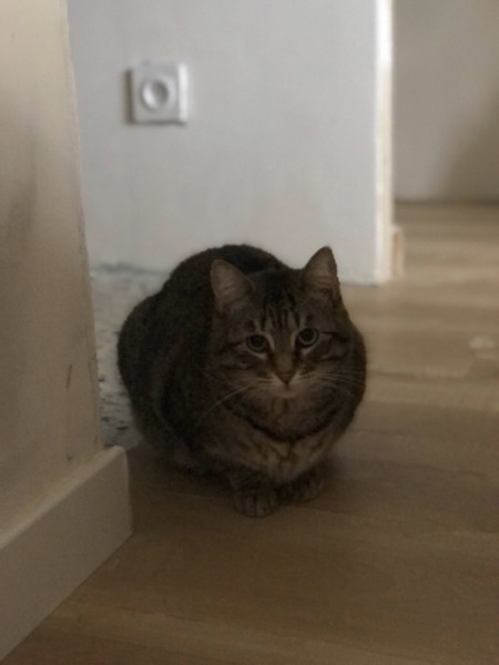 Adopter Apa