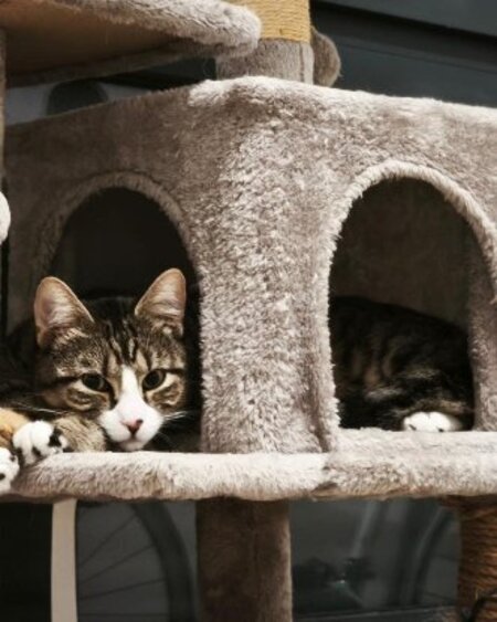 Adopter Apollon