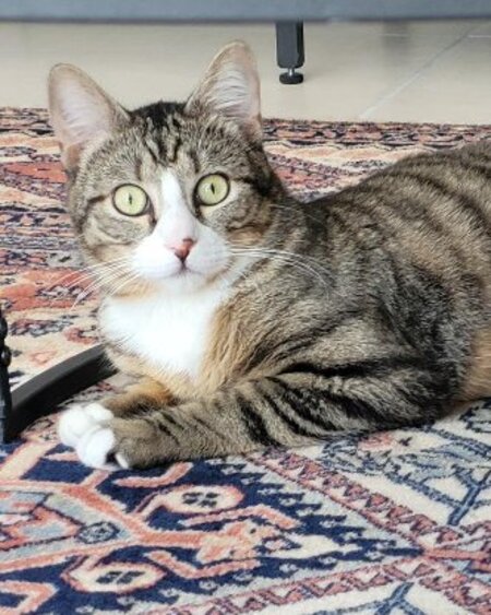 Adopter Apollon