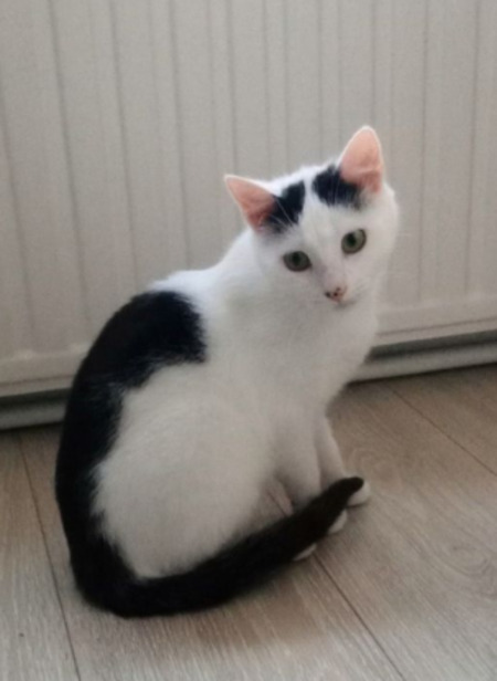 Adopter Apple