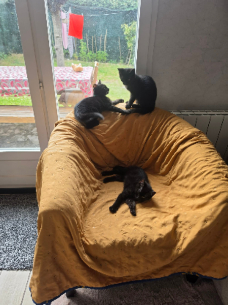 Adopter Archie