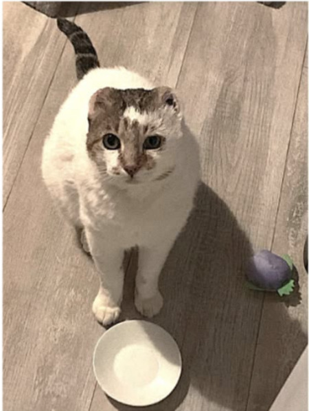 Adopter Arius