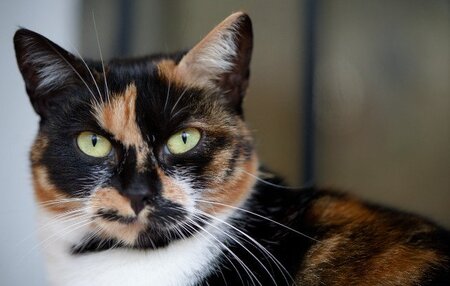 Adopter Arizona