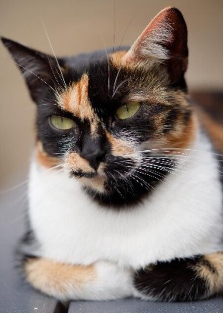 Adopter Arizona