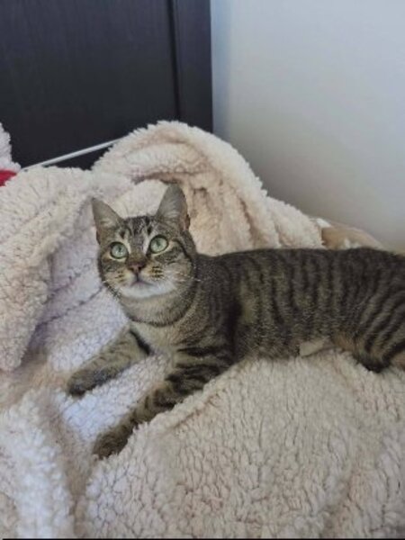 Adopter Arlo et ariel