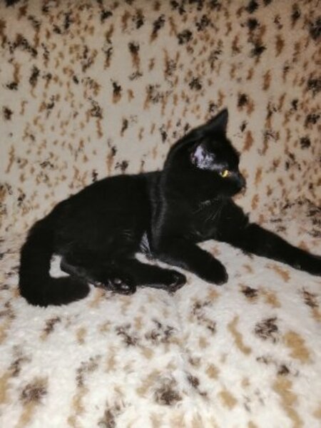 Adopter Arnold
