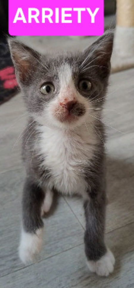 Adopter Arriety petite de iska