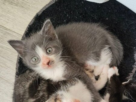 Adopter Arriety petite de iska