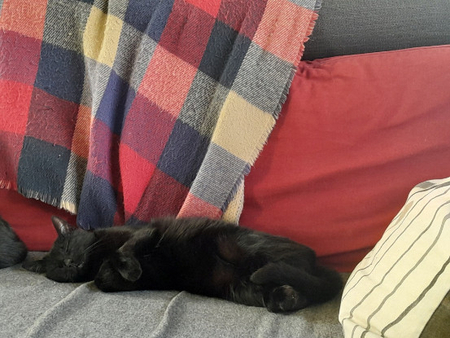 Adopter Asahi