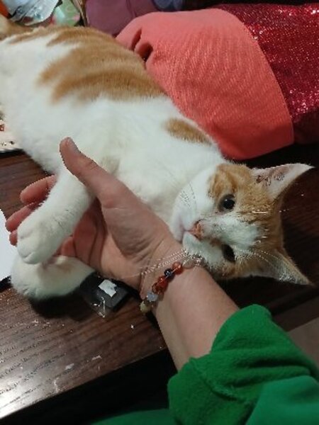 Adopter Ascott