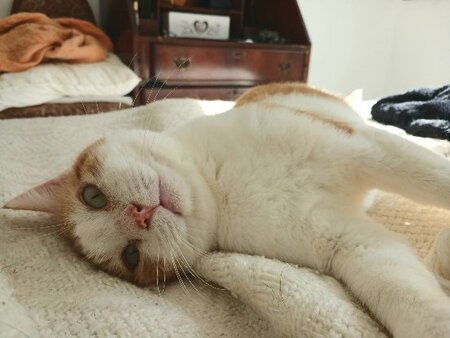 Adopter Ascott