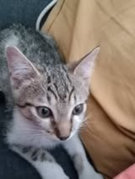 Adopter Aska