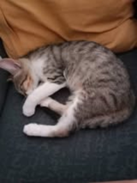 Adopter Aska
