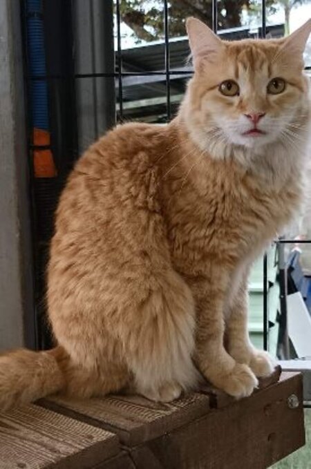 Adopter Aslan