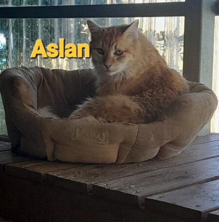 Adopter Aslan