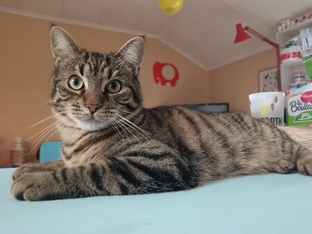 Adopter Asmar