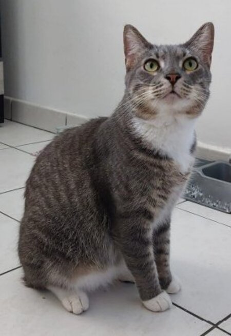Adopter Aston
