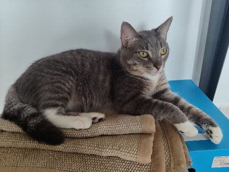 Adopter Aston