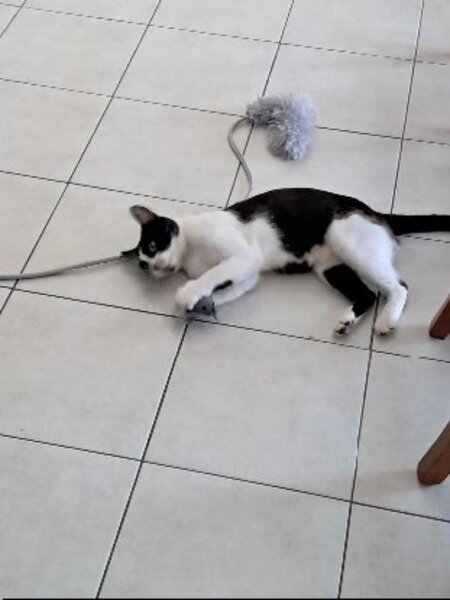 Adopter Astro