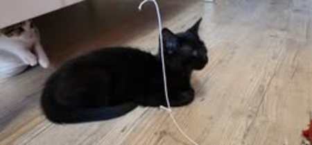 Adopter Astro