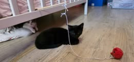 Adopter Astro