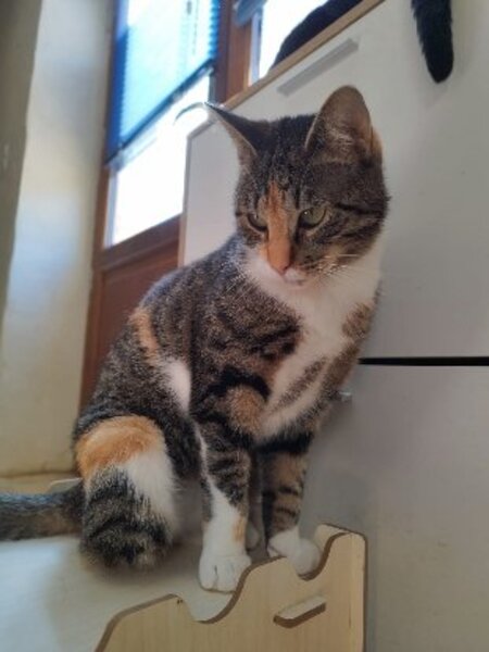Adopter Asven & lyra