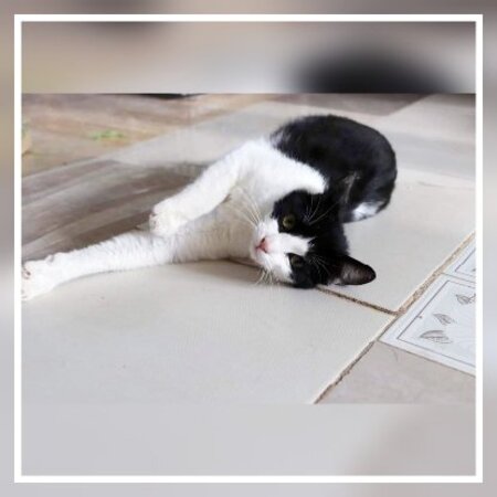 Adopter Athos