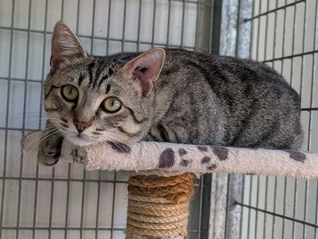 Adopter Athos