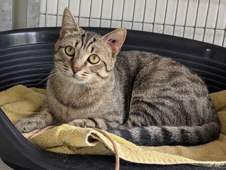 Adopter Athos