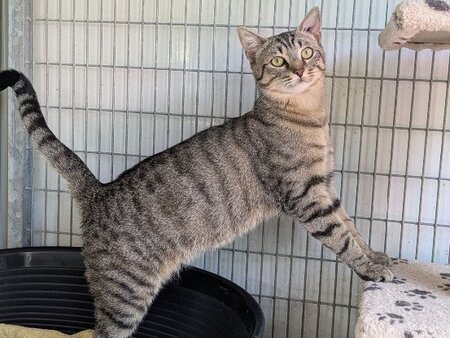 Adopter Athos