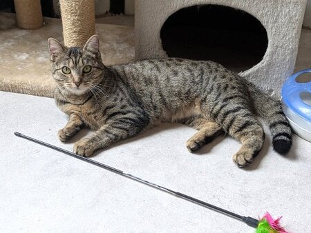 Adopter Atika