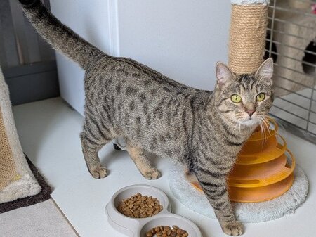 Adopter Atika