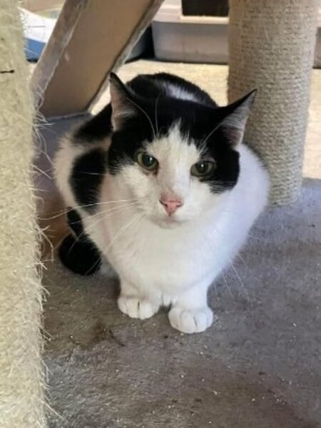 Adopter Augustin