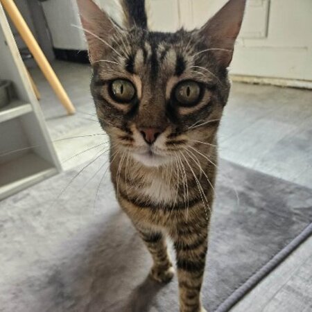 Adopter Aura