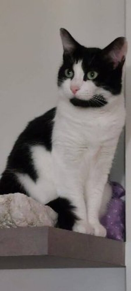 Adopter Ava