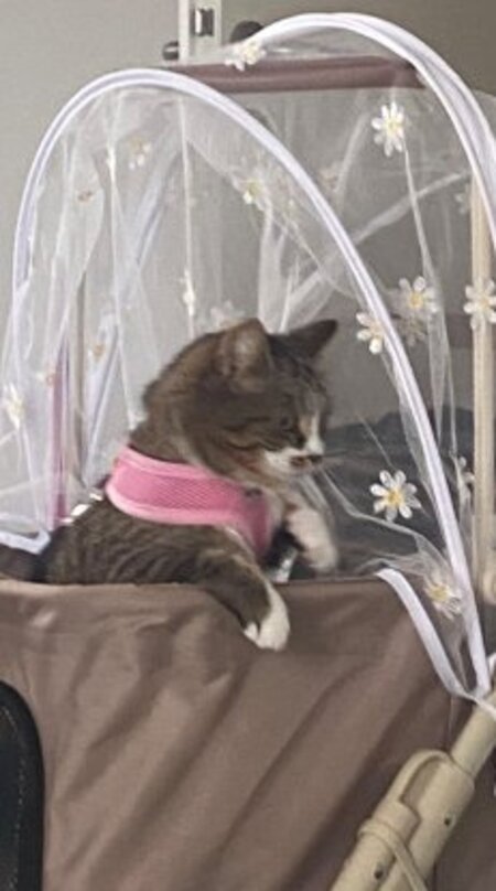 Adopter Avril