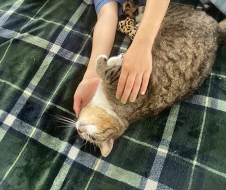 Adopter Avril
