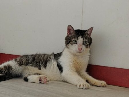 Adopter Ayouto