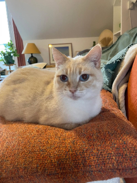 Adopter Azalée