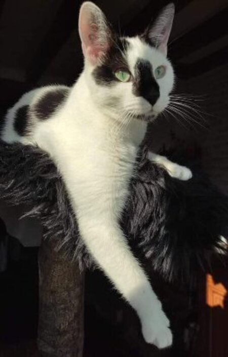 Adopter Azrael
