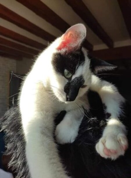 Adopter Azrael