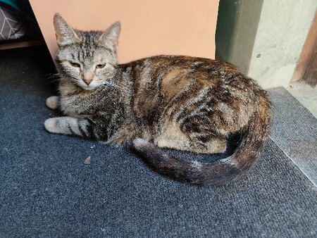 Adopter Babette