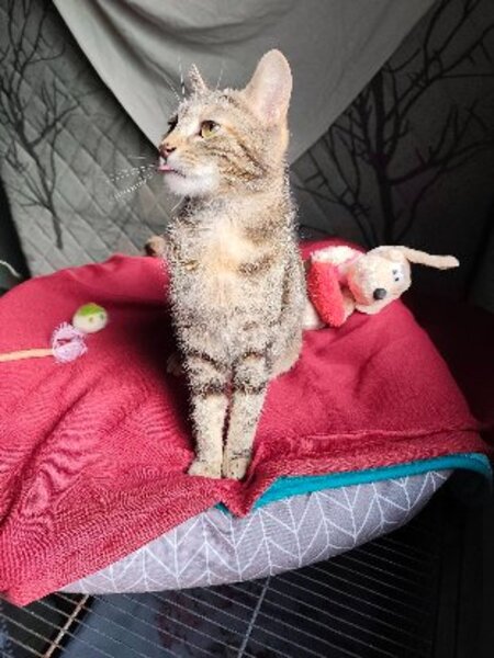 Adopter Babette