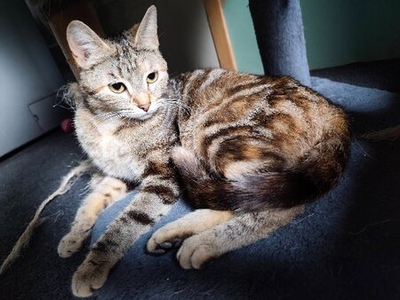 Adopter Babette